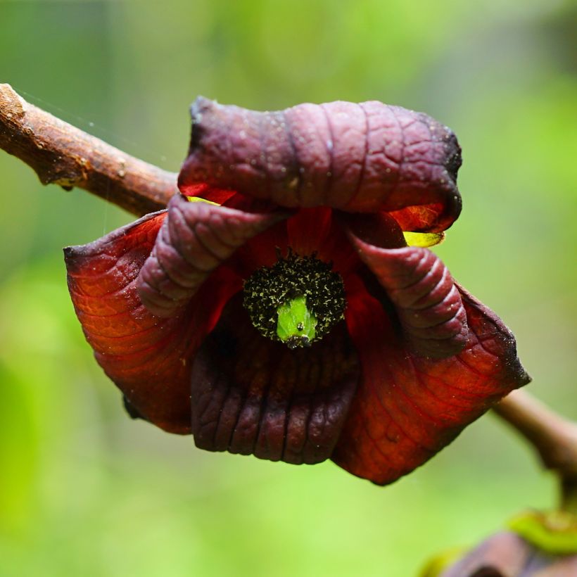 Asimina triloba Shenandoah - Asiminier, Pawpaw (Floraison)