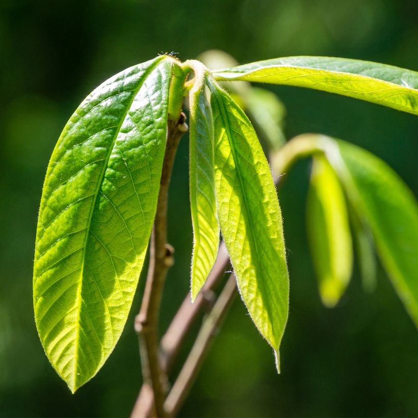 Asimina triloba Wells - Asiminier, Paw-paw (Feuillage)