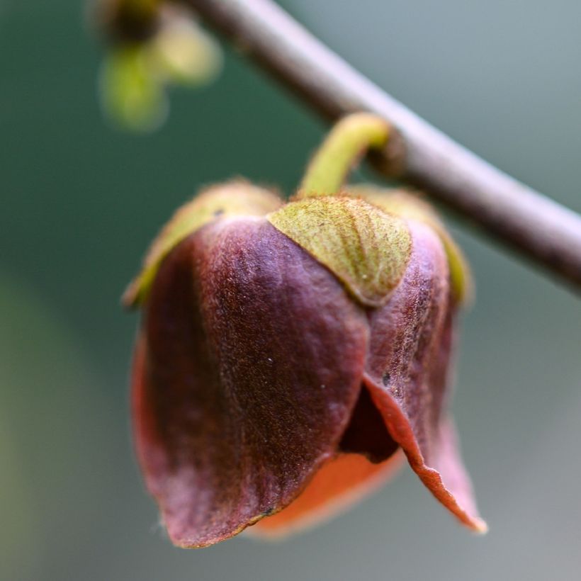 Asimina triloba Wells - Asiminier, Paw-paw (Floraison)