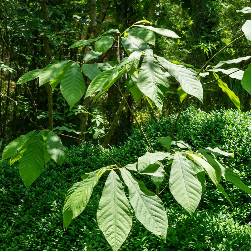 Asimina triloba Wells - Asiminier, Paw-paw (Port)