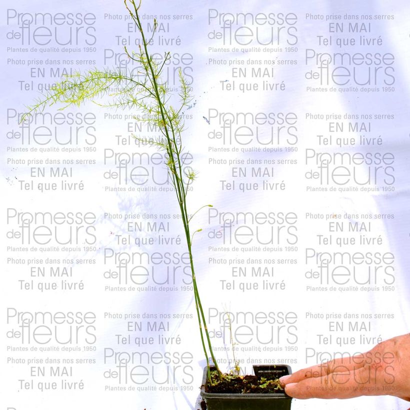Exemple de spécimen de Asperge (en godet) - Asparagus officinalis tel que livré