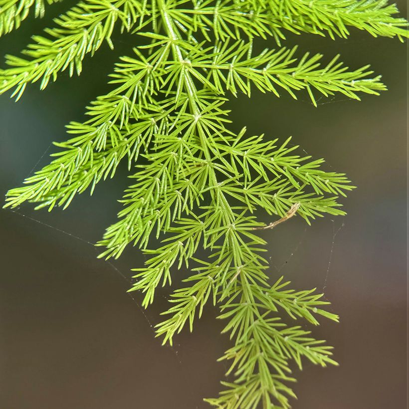 Asparagus plumosus - Asperge des fleuristes (Feuillage)