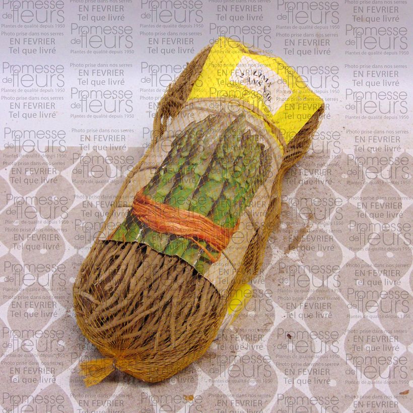 Exemple de spécimen de Asperge sélection Lima Verte en griffes - Asparagus officinalis Sac de 10 griffes tel que livré