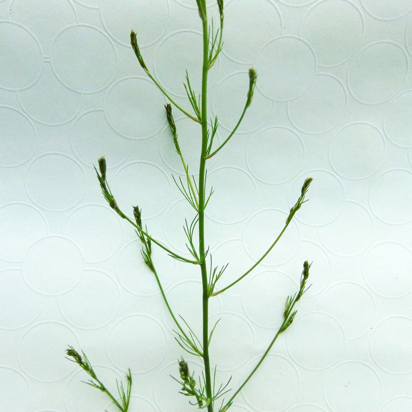 Asperge (en godet) - Asparagus officinalis (Feuillage)