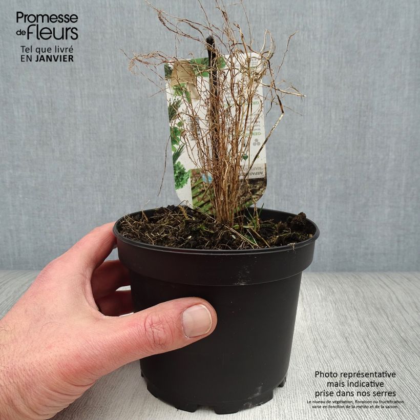 Spécimen de Asperge verte Mary Washington - Asparagus officinalis Pot de 1,5L/2L tel que livré en hiver