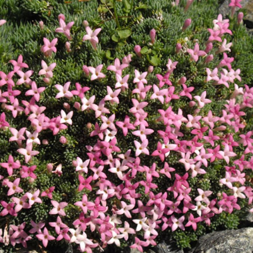 Asperula sintenisii (Floraison)