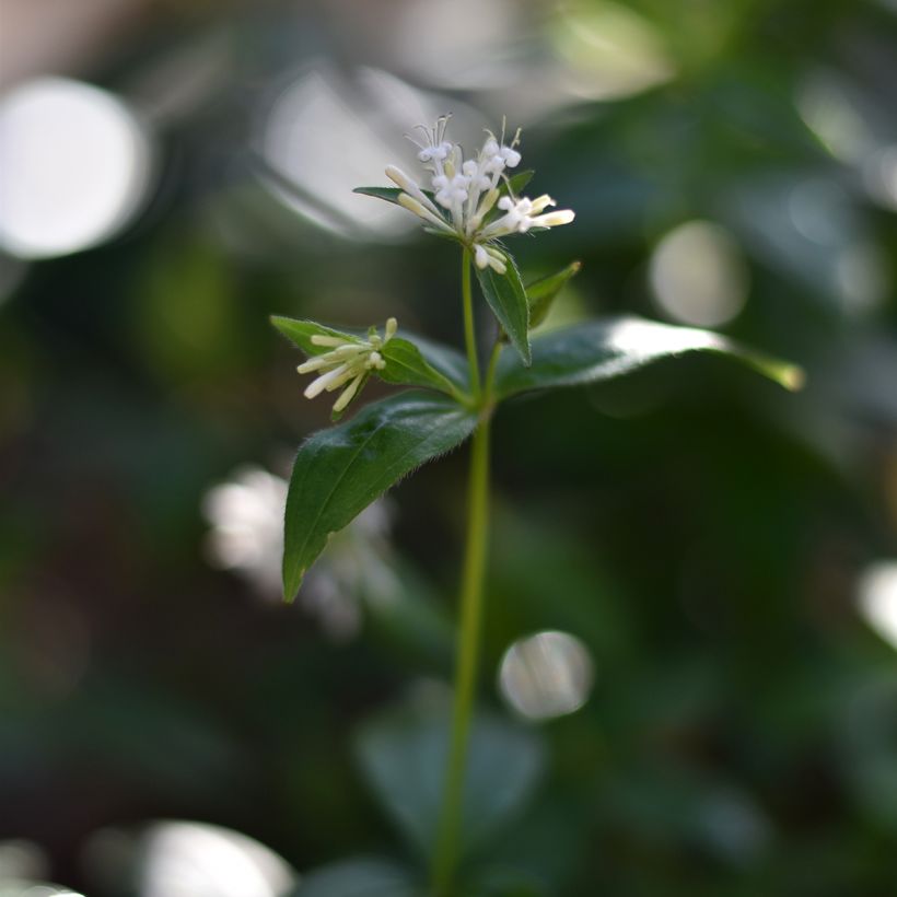 Asperula taurina - Aspérule de Turin (Floraison)