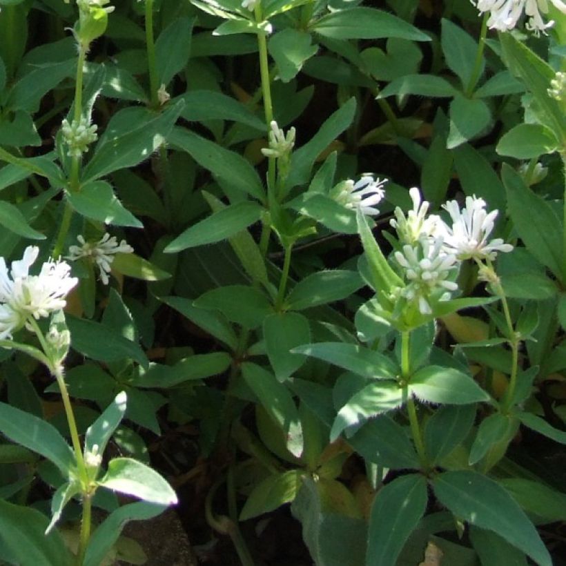 Asperula taurina - Aspérule de Turin (Feuillage)