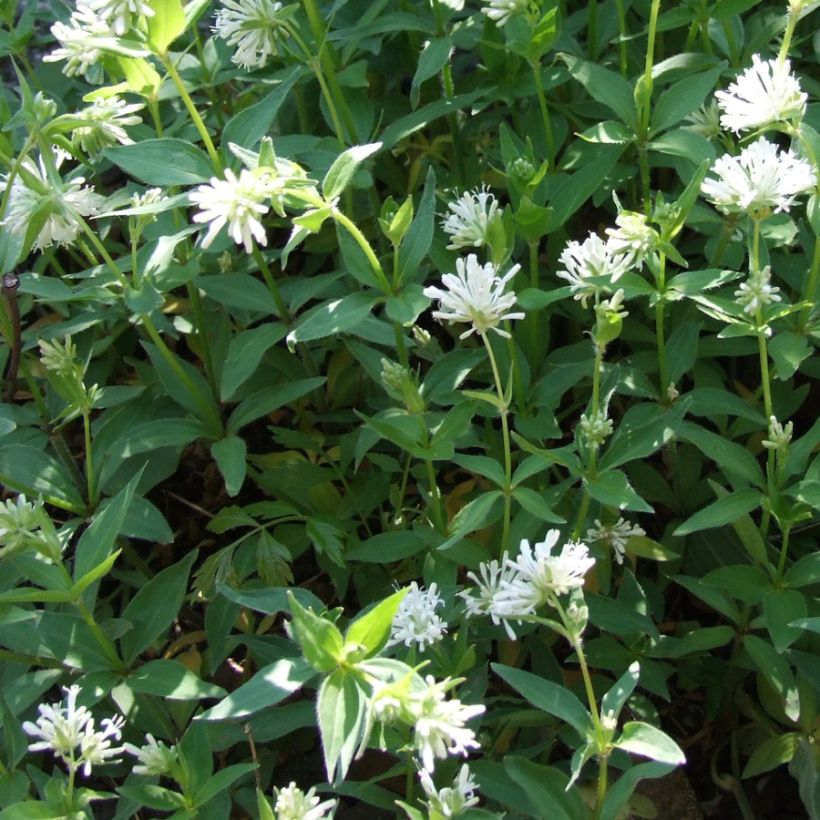 Asperula taurina - Aspérule de Turin (Port)