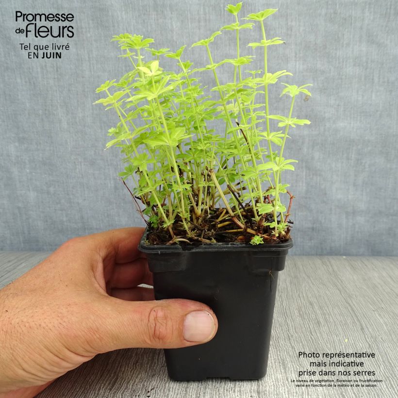 Spécimen de Aspérule odorante - Galium odoratum Godet de 7/8 cm tel que livré en été