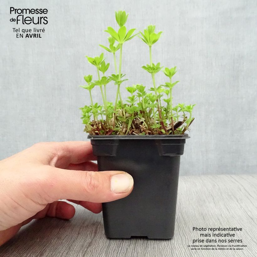 Spécimen de Aspérule odorante - Galium odoratum Godet de 7/8cm tel que livré au printemps