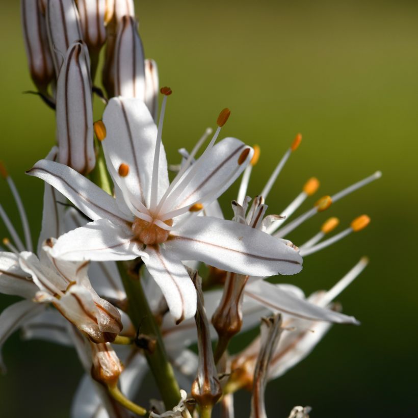 Asphodèle à petits fruits - Asphodelus ramosus (Floraison)