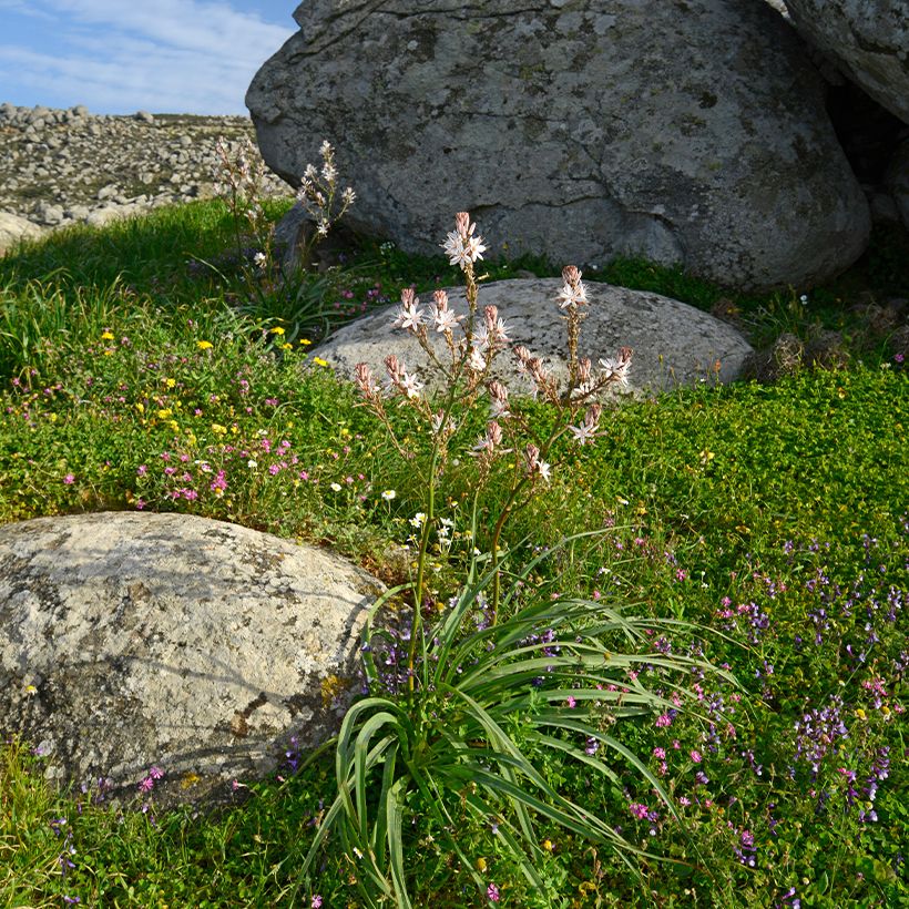 Asphodèle à petits fruits - Asphodelus ramosus (Port)