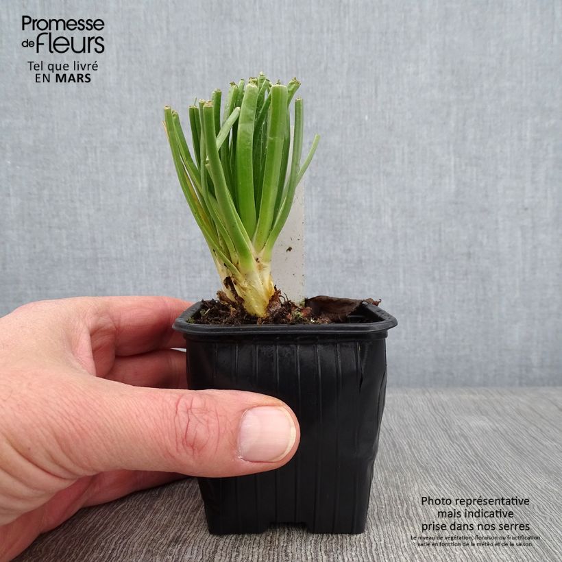 Spécimen de Asphodèle blanc - Asphodelus albus Godet de 8/9 cm tel que livré en hiver