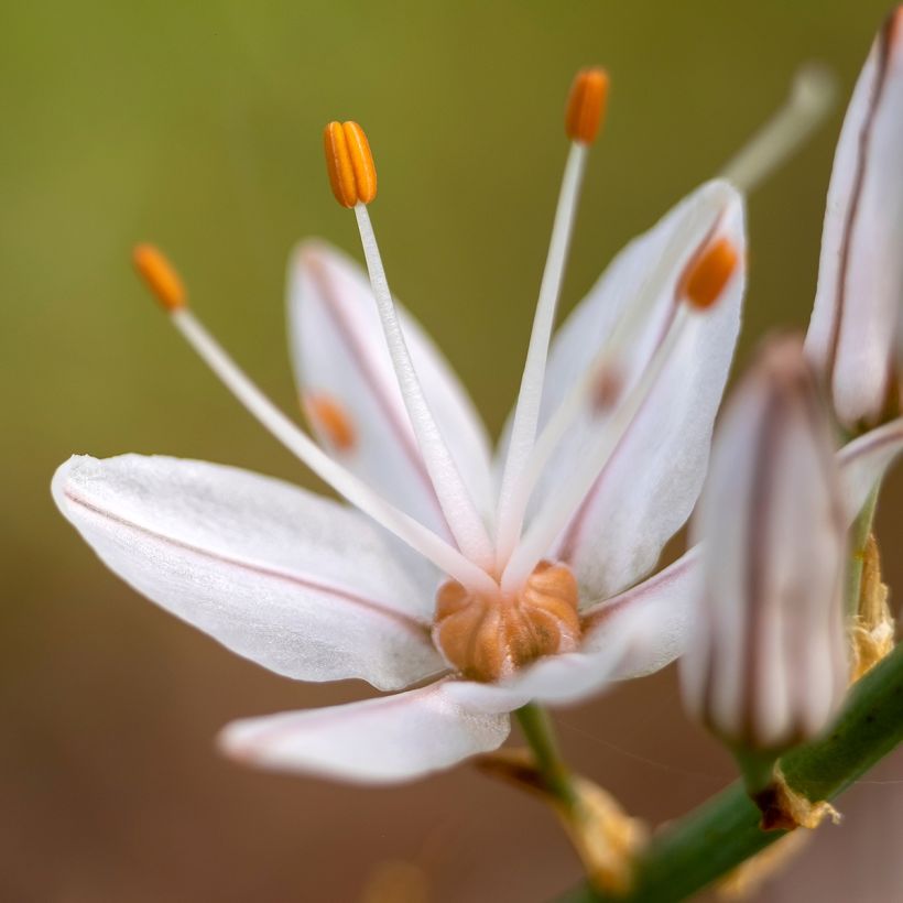 Asphodèle blanc - Asphodelus albus (Floraison)
