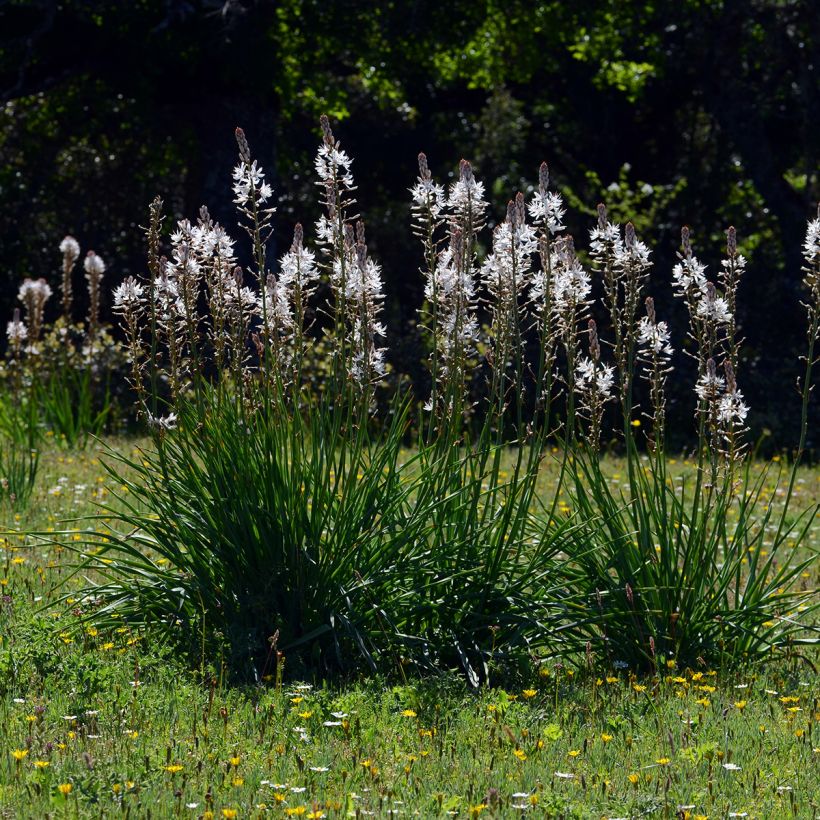 Asphodèle blanc - Asphodelus albus (Port)