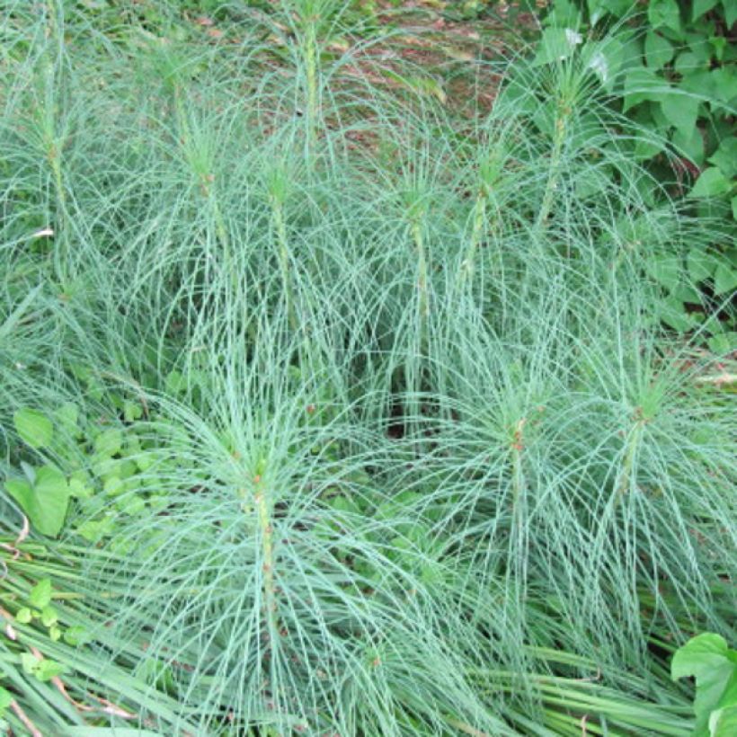 Asphodeline liburnica - Bâton de Jacob (Feuillage)