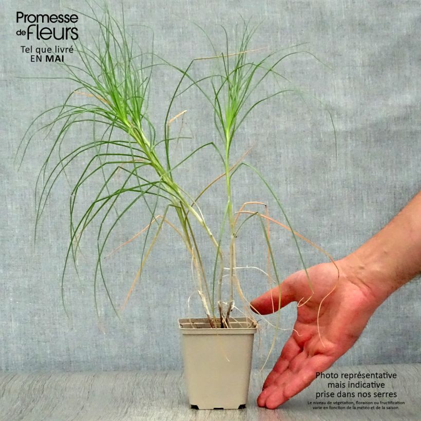 Spécimen de Asphodeline liburnica - Bâton de Jacob Godet de 8/9 cm tel que livré au printemps