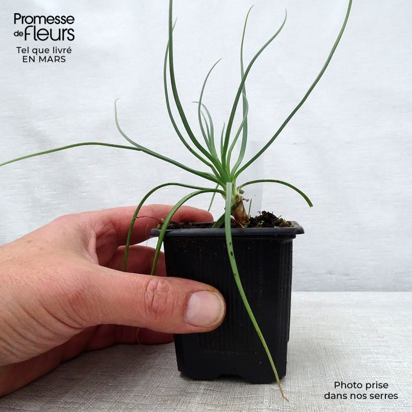 Spécimen de Asphodeline lutea - Bâton de Jacob Godet de 9cm tel que livré au printemps