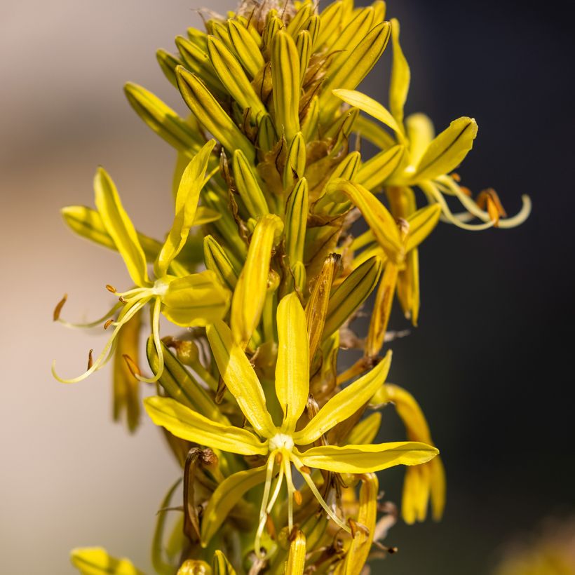 Asphodeline lutea - Bâton de Jacob (Floraison)