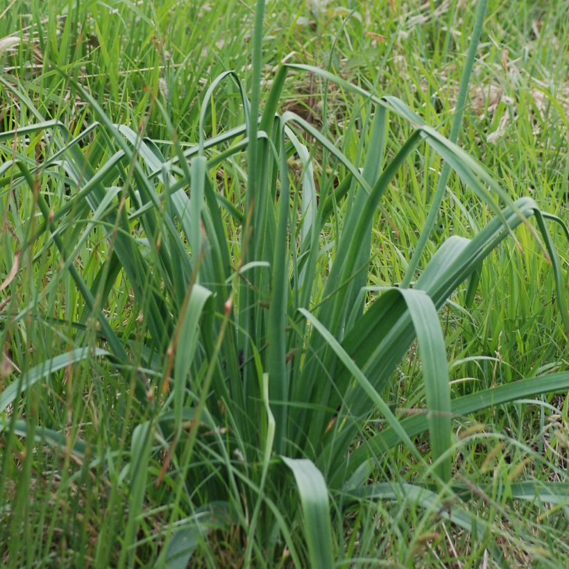 Asphodèle blanc - Asphodelus albus (Feuillage)