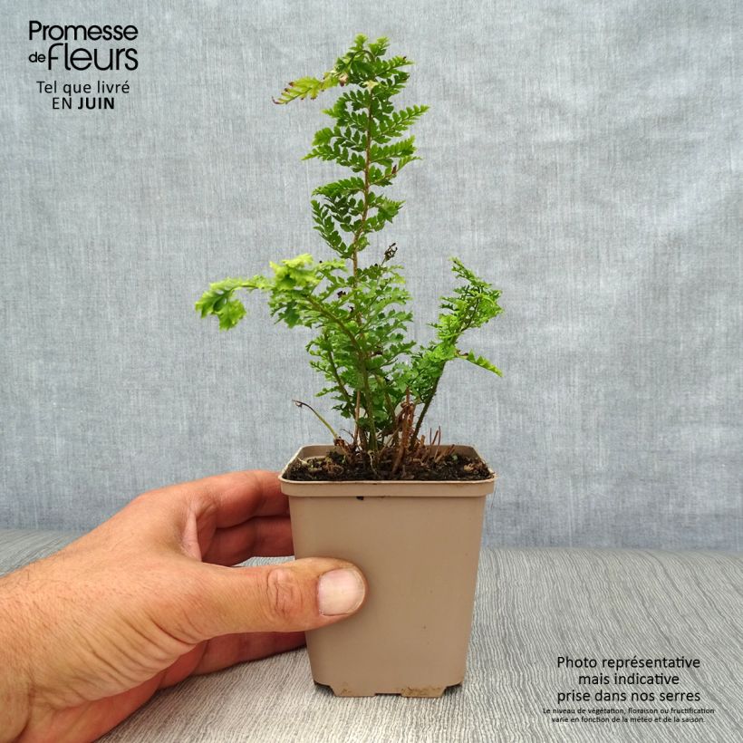 Spécimen de Aspidie à cils raides Proliferum Wollastonii - Polystichum setiferum  Godet de 8/9 cm tel que livré en été