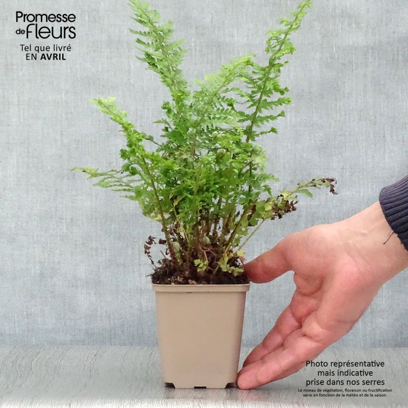 Spécimen de Aspidie à cils raides Proliferum Wollastonii - Polystichum setiferum  Godet de 9cm tel que livré au printemps