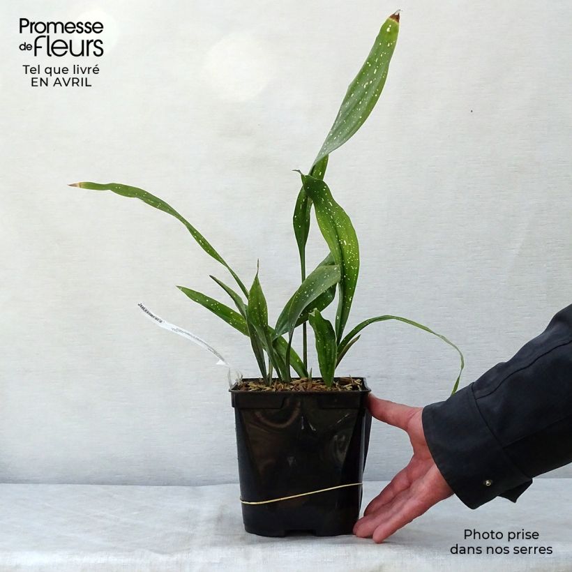 Spécimen de Aspidistra Milky way - Aspidistre élevée Pot de 2L/3L tel que livré au printemps