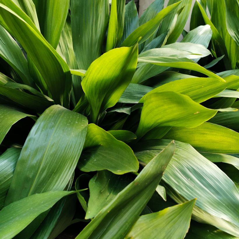 Aspidistra elatior - Aspidistre élevée (Feuillage)