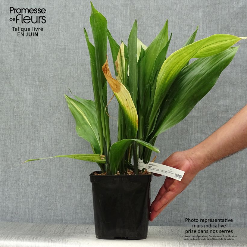Spécimen de Aspidistra elatior Zebra - Aspidistre élevée Pot de 2L/3L tel que livré en été