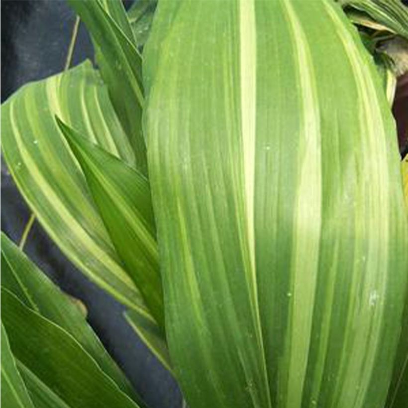 Aspidistra elatior Zebra - Aspidistre élevée (Feuillage)