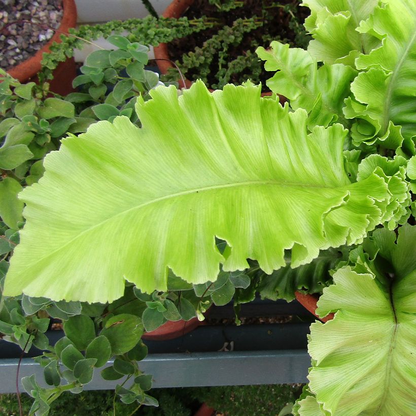 Asplenium scolopendrium Bolton’s Nobile - Fougère scolopendre (Feuillage)