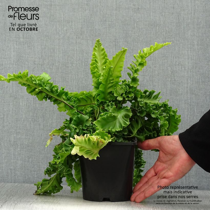 Spécimen de Asplenium scolopendrium Bolton’s Nobile - Fougère scolopendre Pot de 2L/3L tel que livré en automne