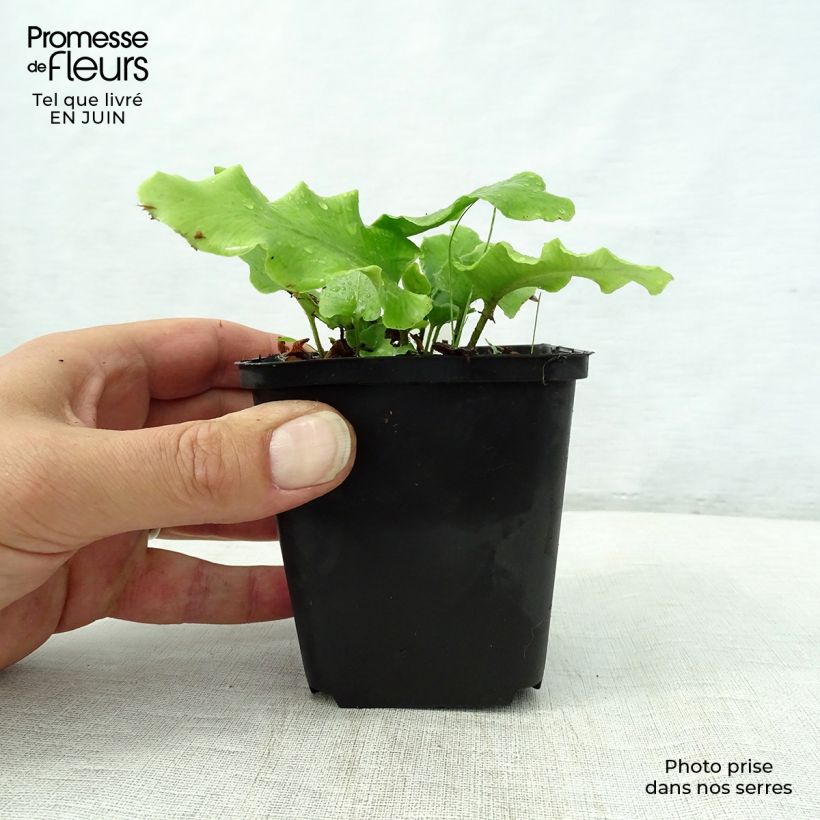 Spécimen de Asplenium scolopendrium Cristatum Group - Fougère scolopendre Godet de 8/9 cm tel que livré en été
