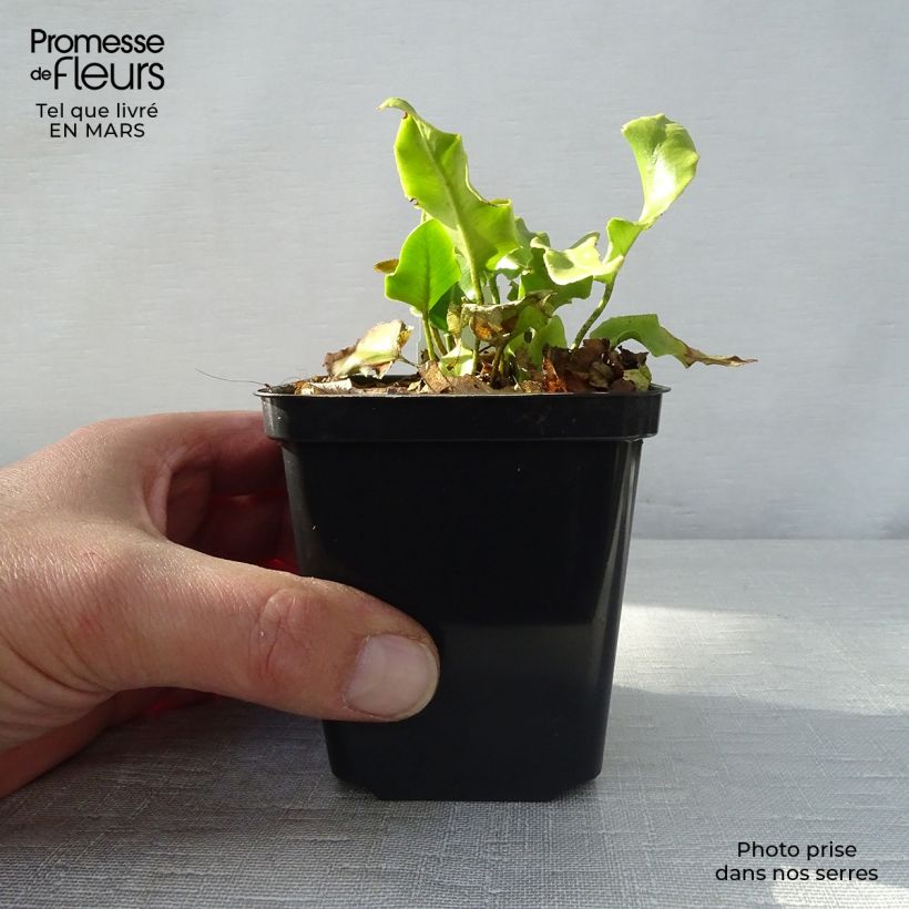 Spécimen de Asplenium scolopendrium Cristatum Group - Fougère scolopendre en godet de 9 cm tel que livré au printemps