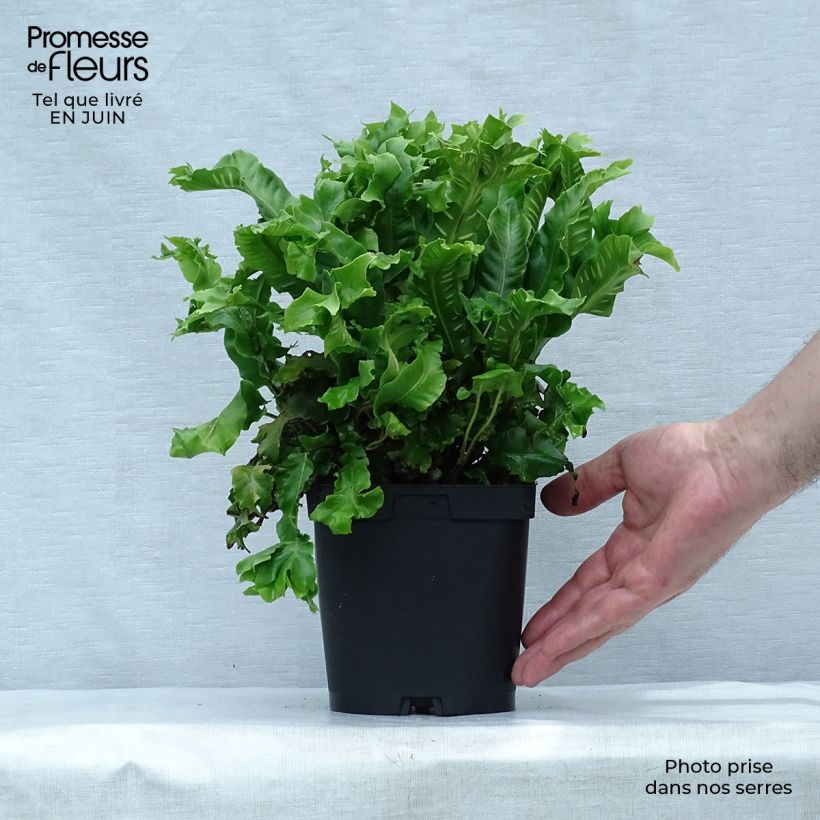 Spécimen de Asplenium scolopendrium Cristatum Group - Fougère scolopendre Pot de 2L/3L tel que livré en été