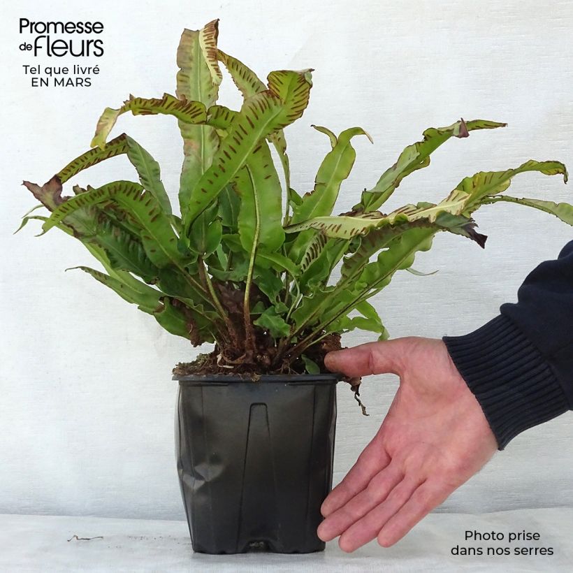 Spécimen de Asplenium scolopendrium Cristatum Group - Fougère scolopendre en pot de 2/3L tel que livré au printemps