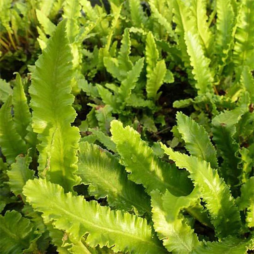 Asplenium scolopendrium Undulatum Angustatum - Fougère scolopendre (Feuillage)