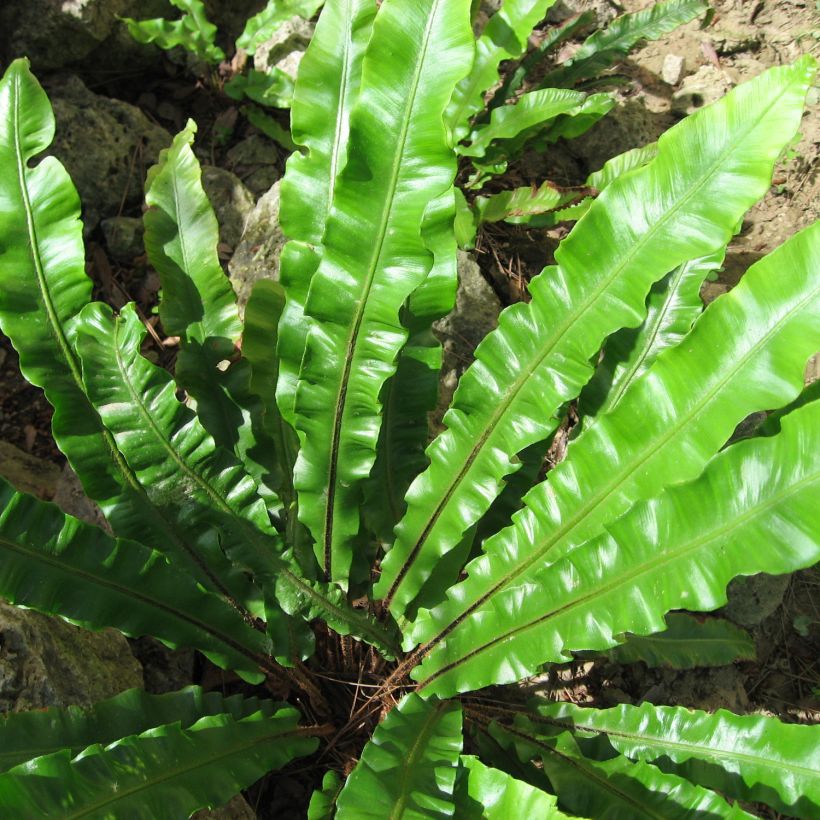 Asplenium scolopendrium Undulatum Group - Fougère scolopendre (Feuillage)