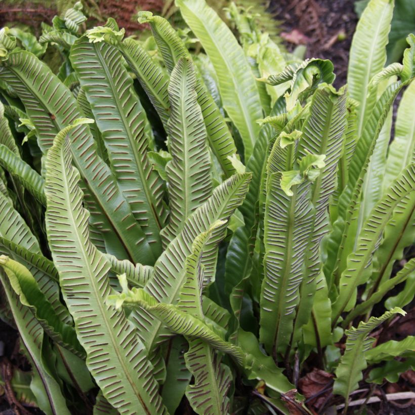 Asplenium scolopendrium Undulatum Group - Fougère scolopendre (Récolte)