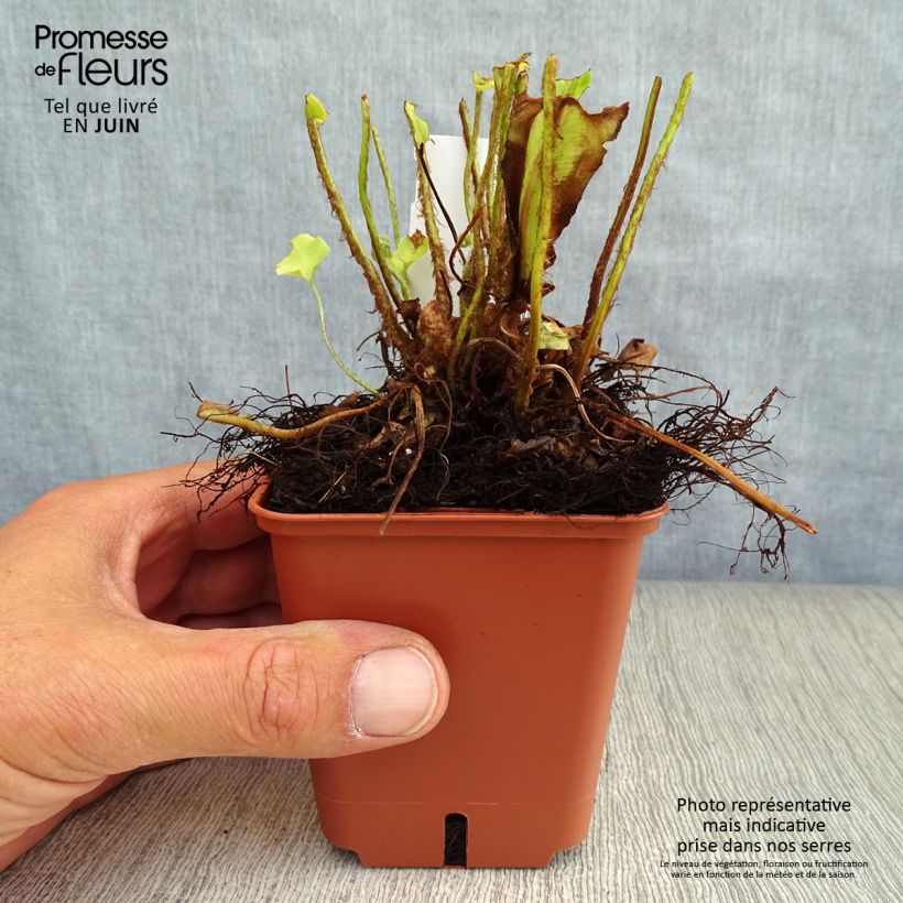 Spécimen de Asplenium scolopendrium Undulatum Group - Fougère scolopendre Godet de 8/9 cm tel que livré en été
