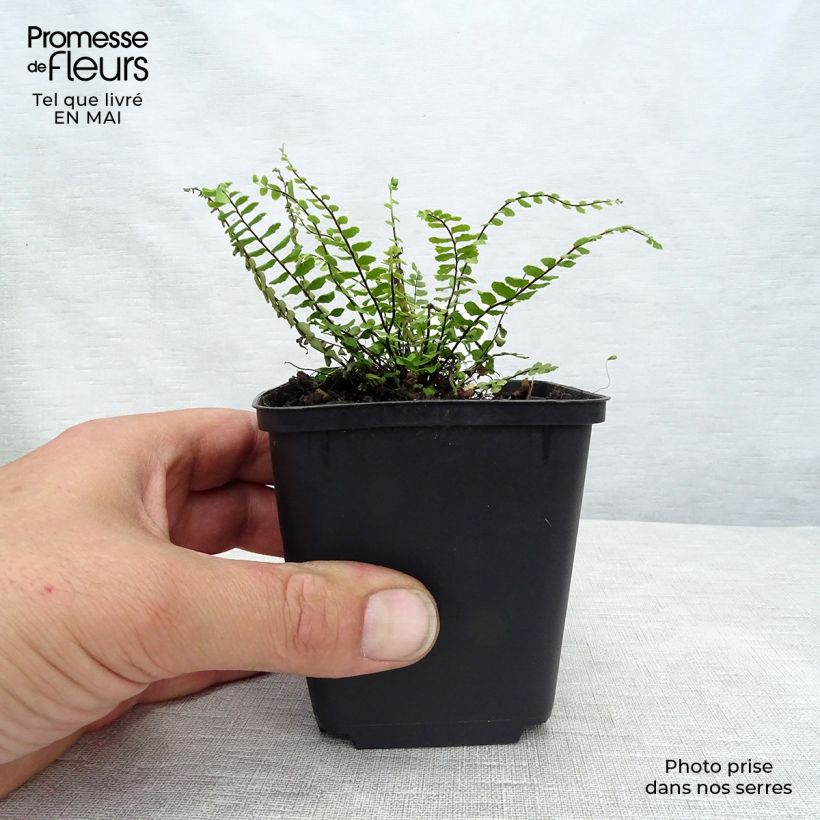 Spécimen de Asplenium trichomanes - Fougère, Fausse capillaire Godet de 9cm tel que livré au printemps