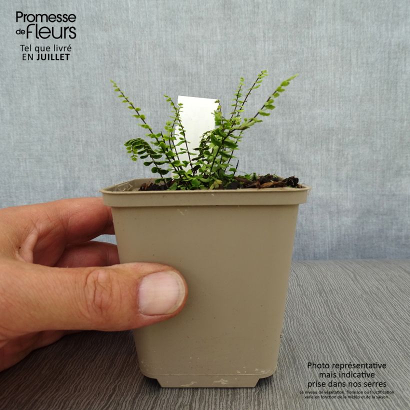 Spécimen de Asplenium trichomanes - Fougère, Fausse capillaire Godet de 8/9 cm tel que livré en été