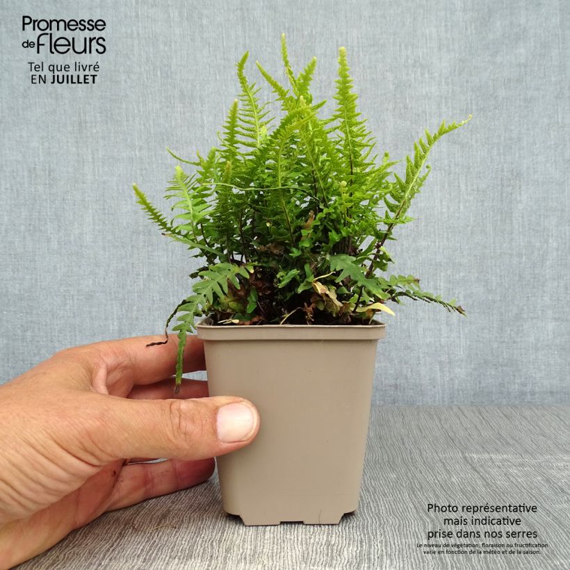 Spécimen de Asplenium (x) ebenoides - Fougère à queue de dragon Godet de 8/9 cm tel que livré en été