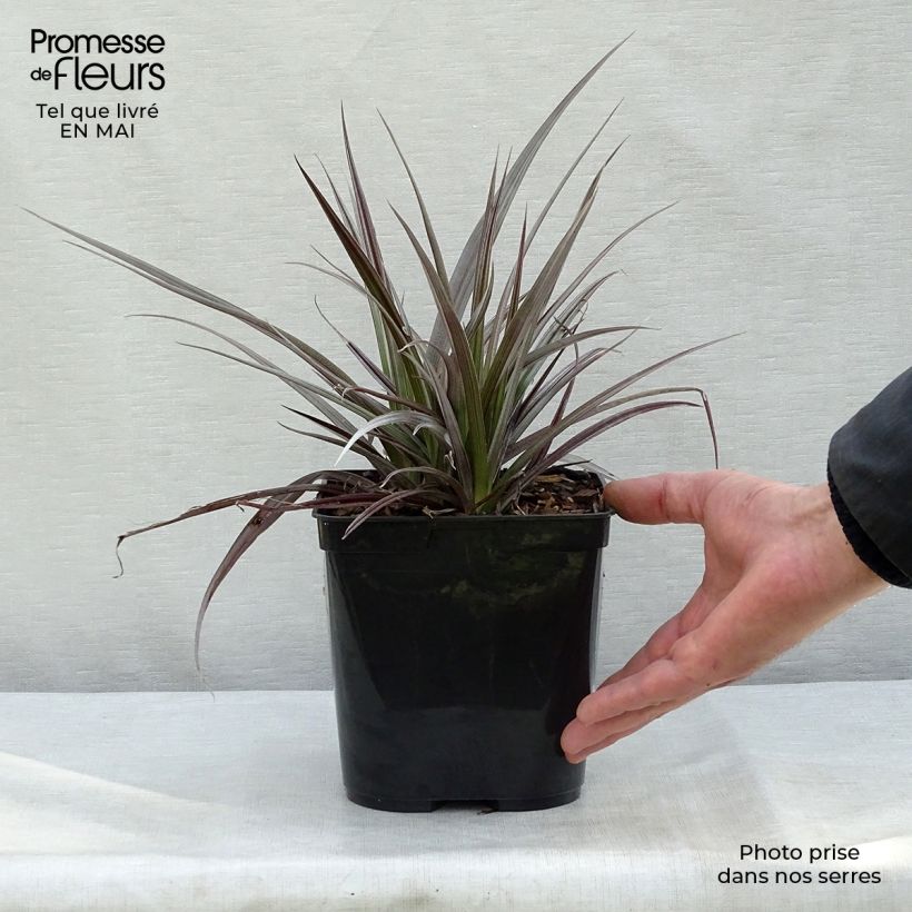 Spécimen de Astelia Red Shadow Pot de 2L/3L tel que livré au printemps