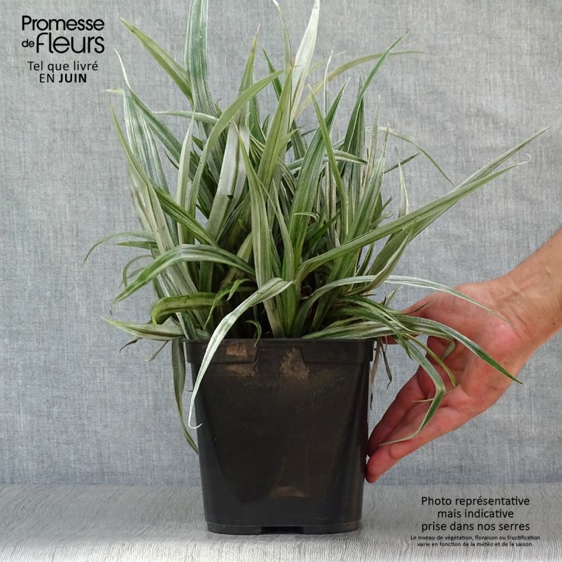 Spécimen de Astelia chathamica Silver Shadow Pot de 2L/3L tel que livré en été