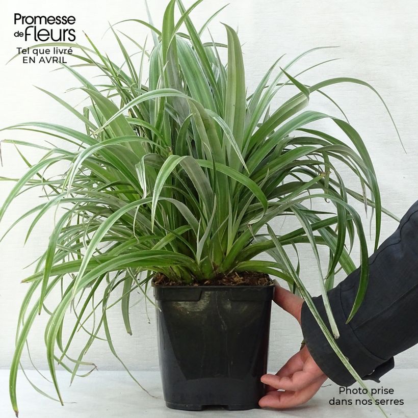 Spécimen de Astelia chathamica Silver Shadow - Pot de 2L/3L  tel que livré au printemps