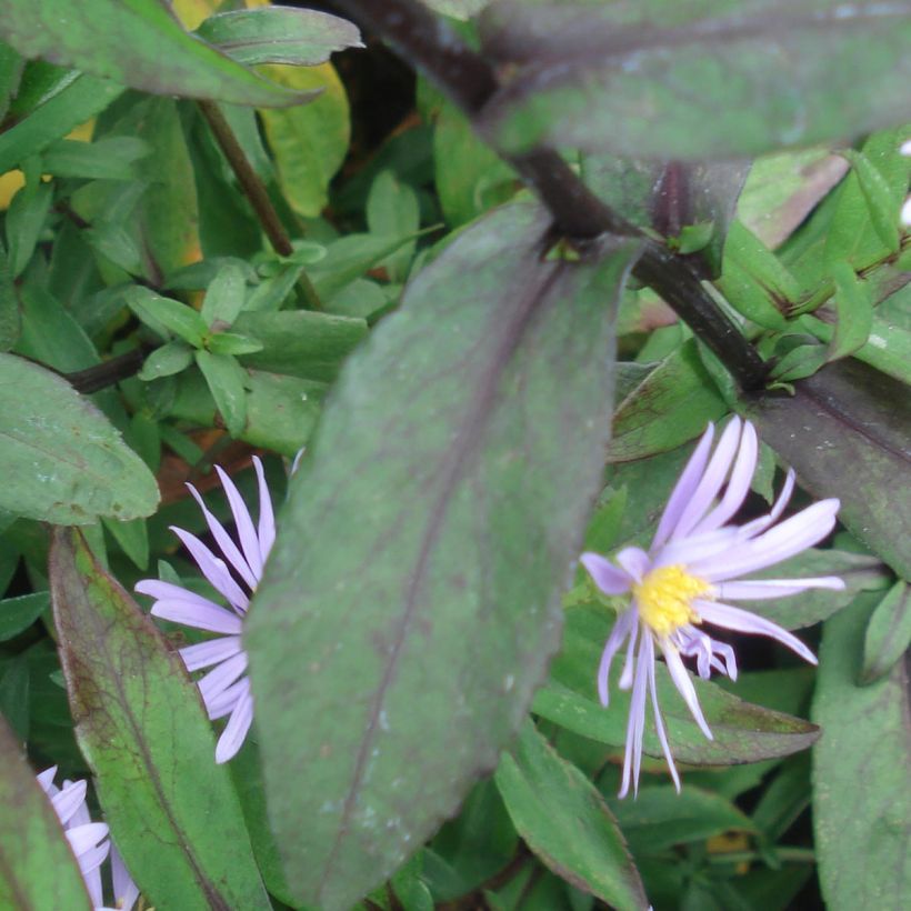 Aster laevis Calliope - Aster géant d'automne (Feuillage)