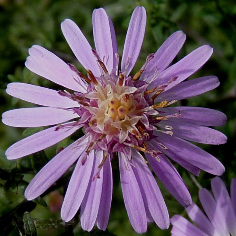 Aster lateriflorus Coombe Fishacre - Aster grand d'automne (Floraison)