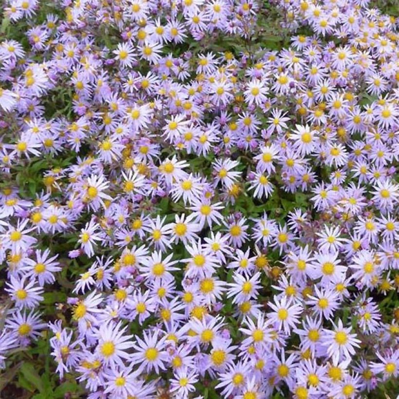 Aster Eleven purple - Aster nain d'automne (Floraison)